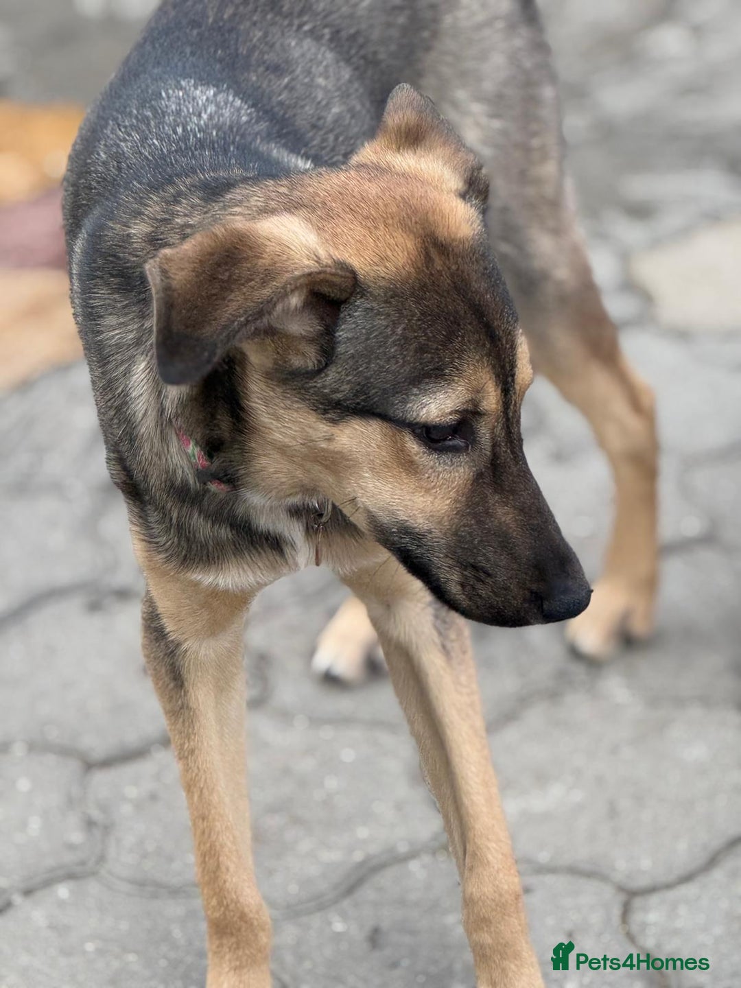 Mixed Breed dogs for adoption: MOCHI – a Superb young Girl for a Loving Home - Advert 14