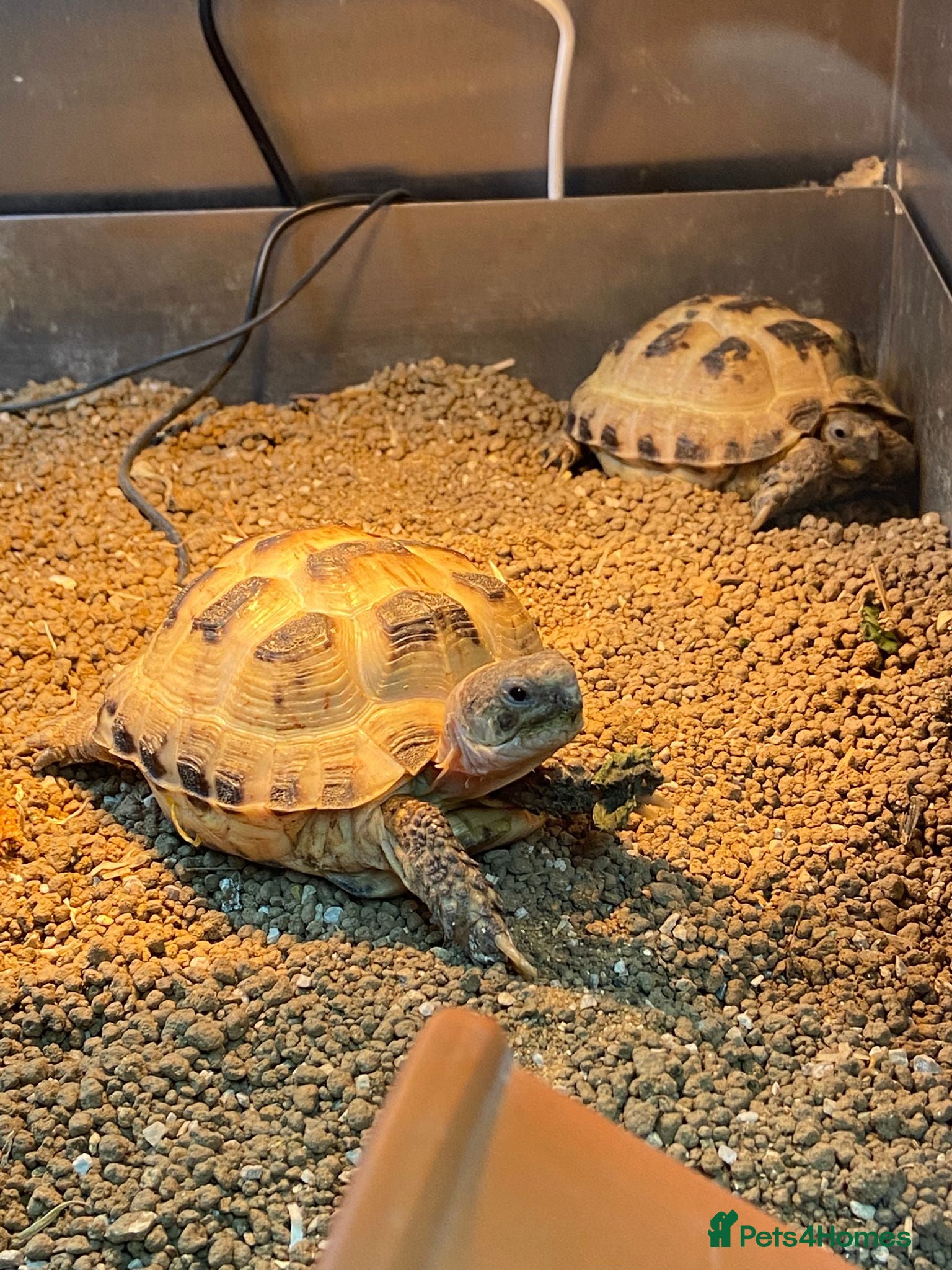 Tortoise reptiles Young Tortoises Available  - Advert 2