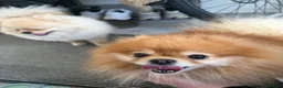 Pomeranian dogs for sale: Rare Tiny Teddy Bear Face Pomeranian pups |KC Reg - Advert 6
