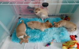 Chihuahua dogs for sale: I am looking for a loving home for my puppies  - Image 3