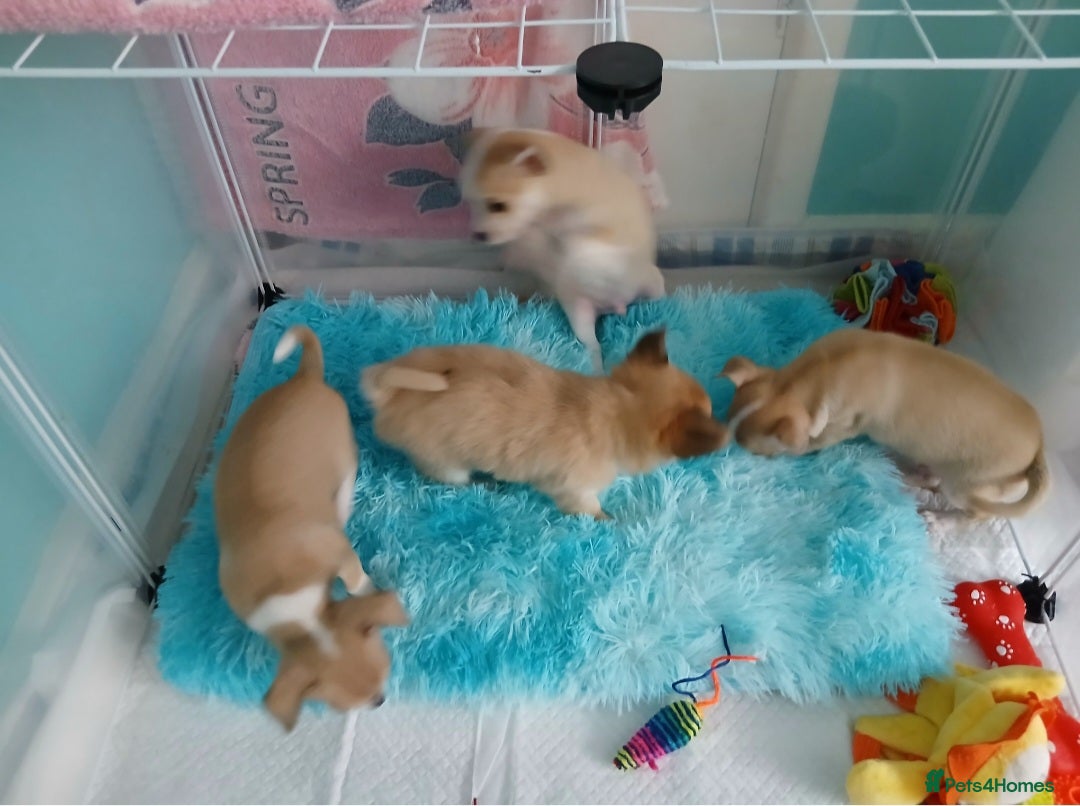Chihuahua dogs for sale: I am looking for a loving home for my puppies  - Image 3