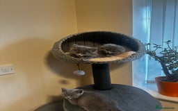 Scottish Fold cats for sale: Cute Scottish kittens READY to go  - Image 18