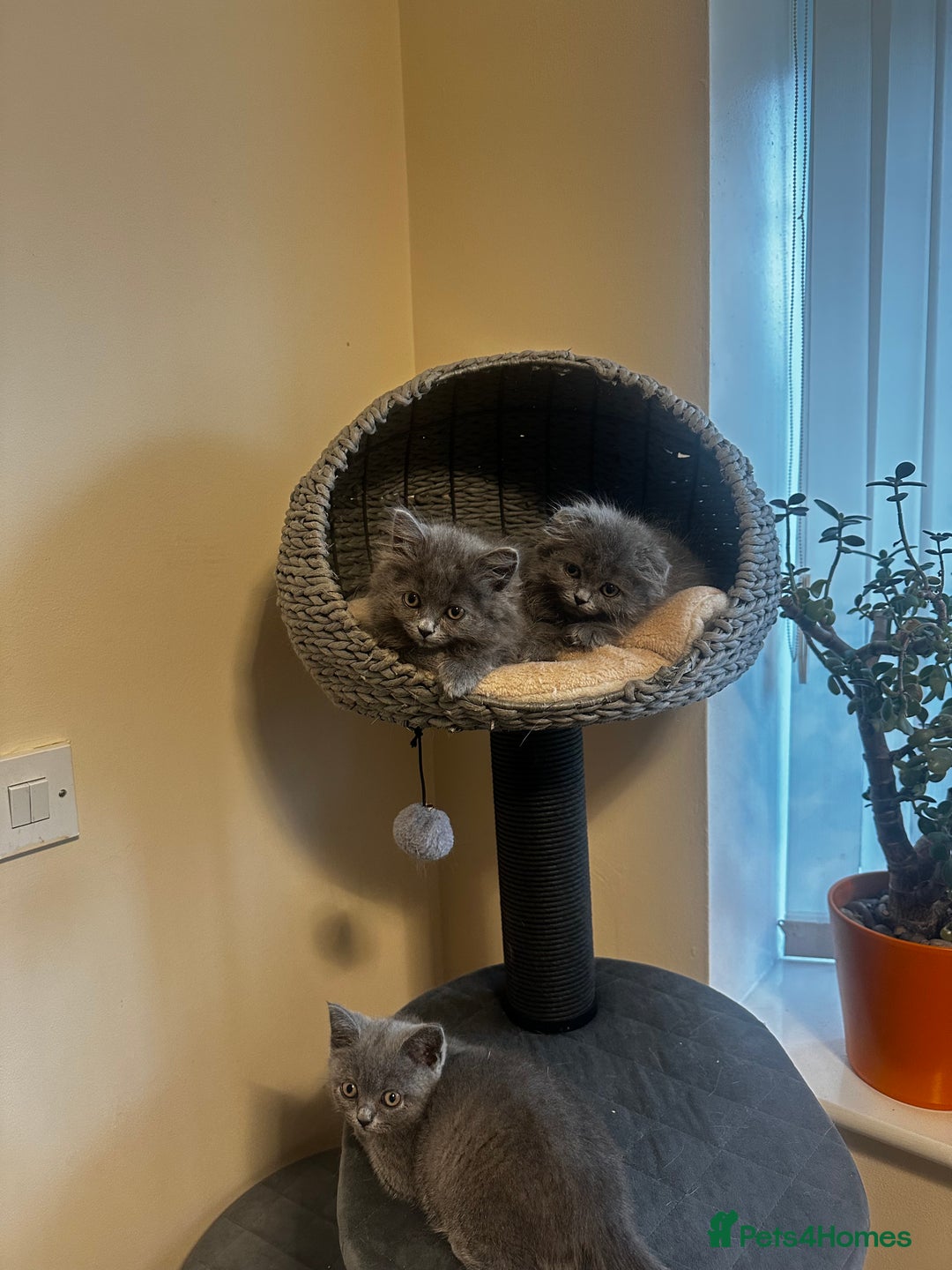 Scottish Fold cats for sale: Cute Scottish kittens READY to go  - Image 18