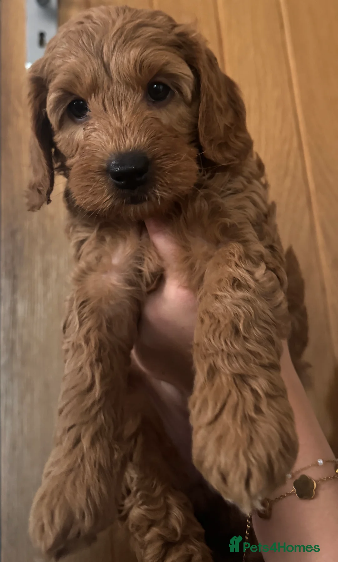 Cockapoo dogs for sale: Cockapoo Puppy  - Advert 35