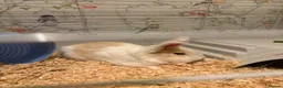Mixed Breed rabbits for sale: Rabbit for sale  in Swindon - Advert 2