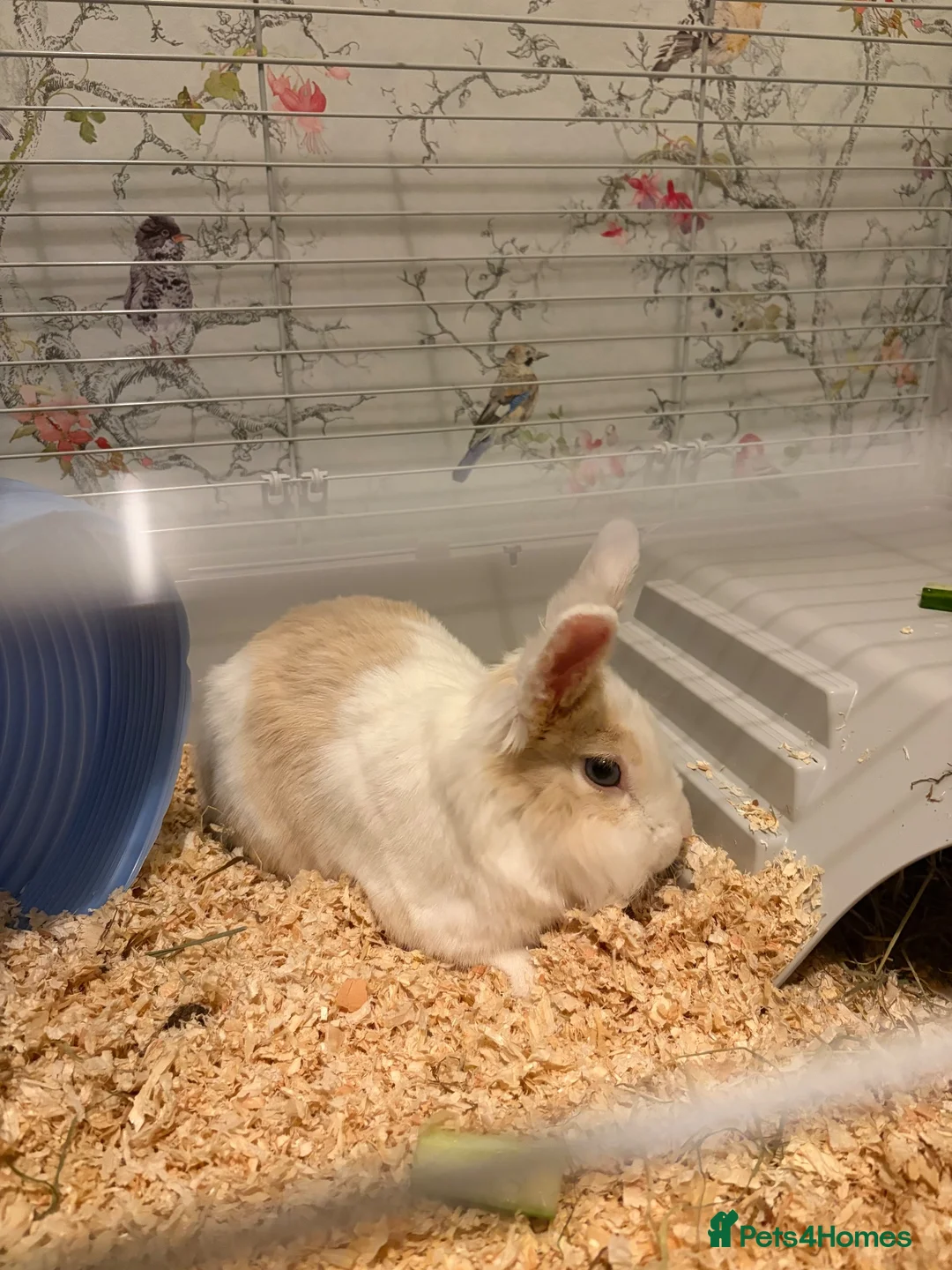 Mixed Breed rabbits for sale: Rabbit for sale  in Swindon - Advert 2