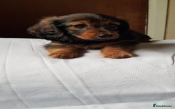 Miniature Dachshund dogs for sale: Miniature longhaired Dashchounds  - Image 8