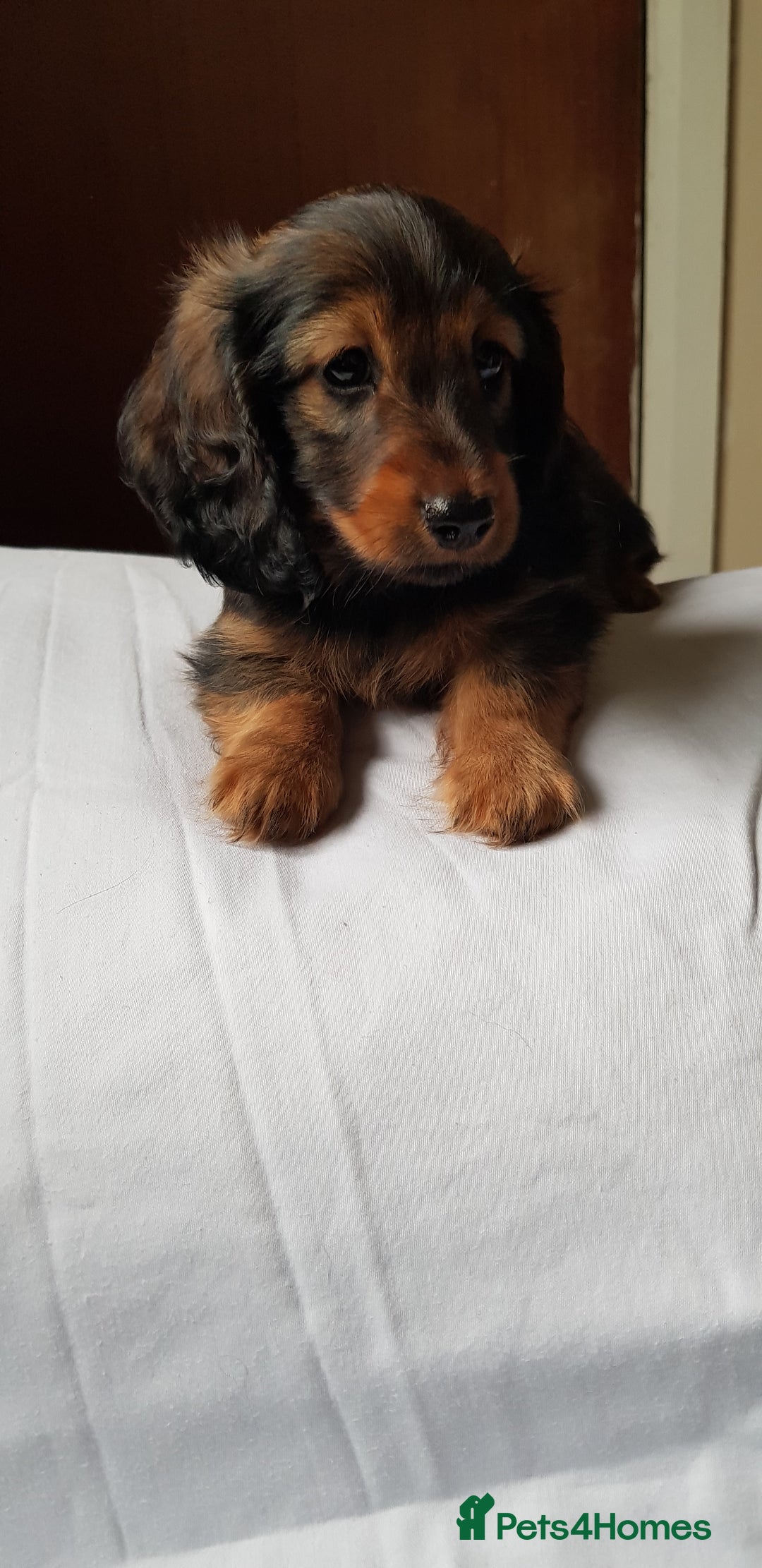 Miniature Dachshund dogs for sale: Miniature longhaired Dashchounds  - Image 8