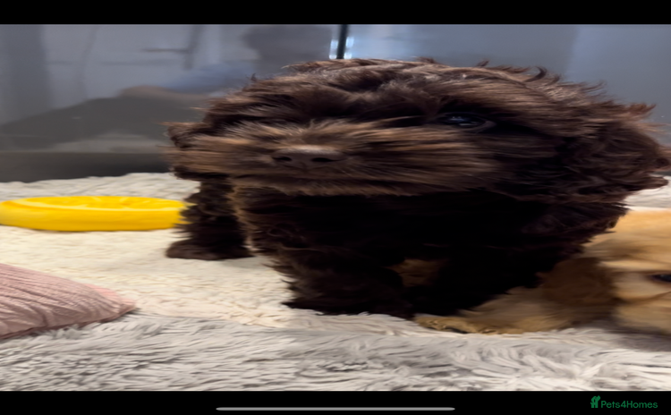 Cockapoo dogs in Bedford - Advert 4