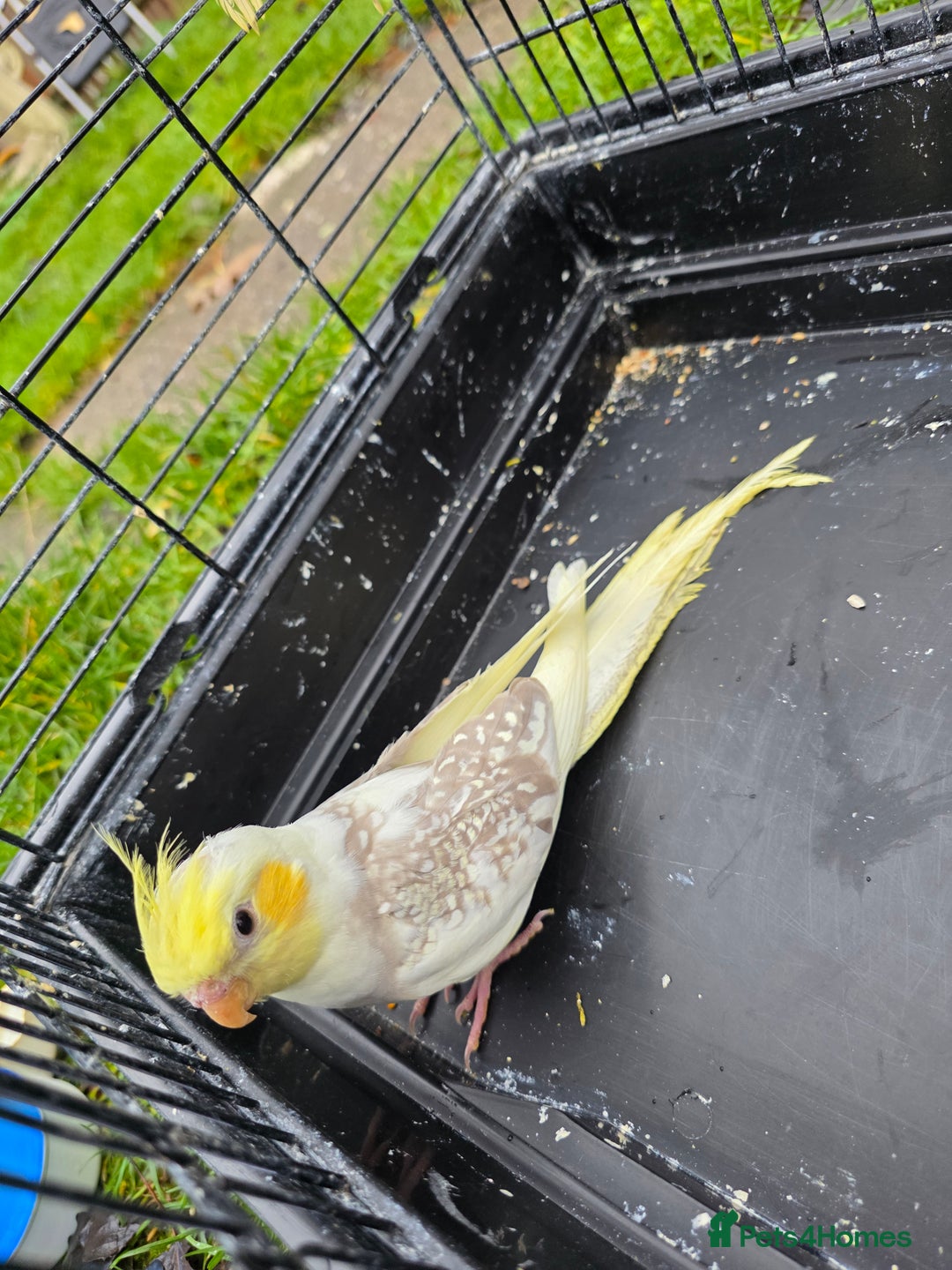 Cockatiels birds for sale: Silly hand tamed baby cockatiels for sale  - Advert 5
