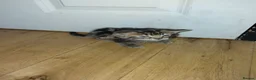 Bengal cats for sale: Rare Silver Smoke Bengal and Black Kittens. MALES - Advert 13