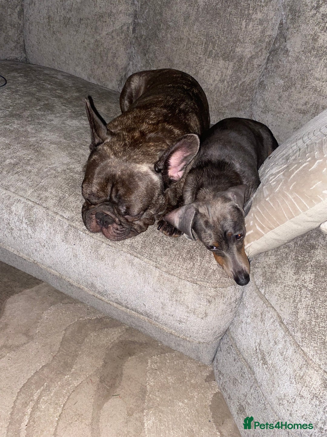 Dachshund dogs for sale: FREE TO THE PERFECT HOME - Advert 9