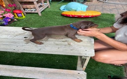 Dobermann dogs for sale: Doberman brown & tan - Image 27