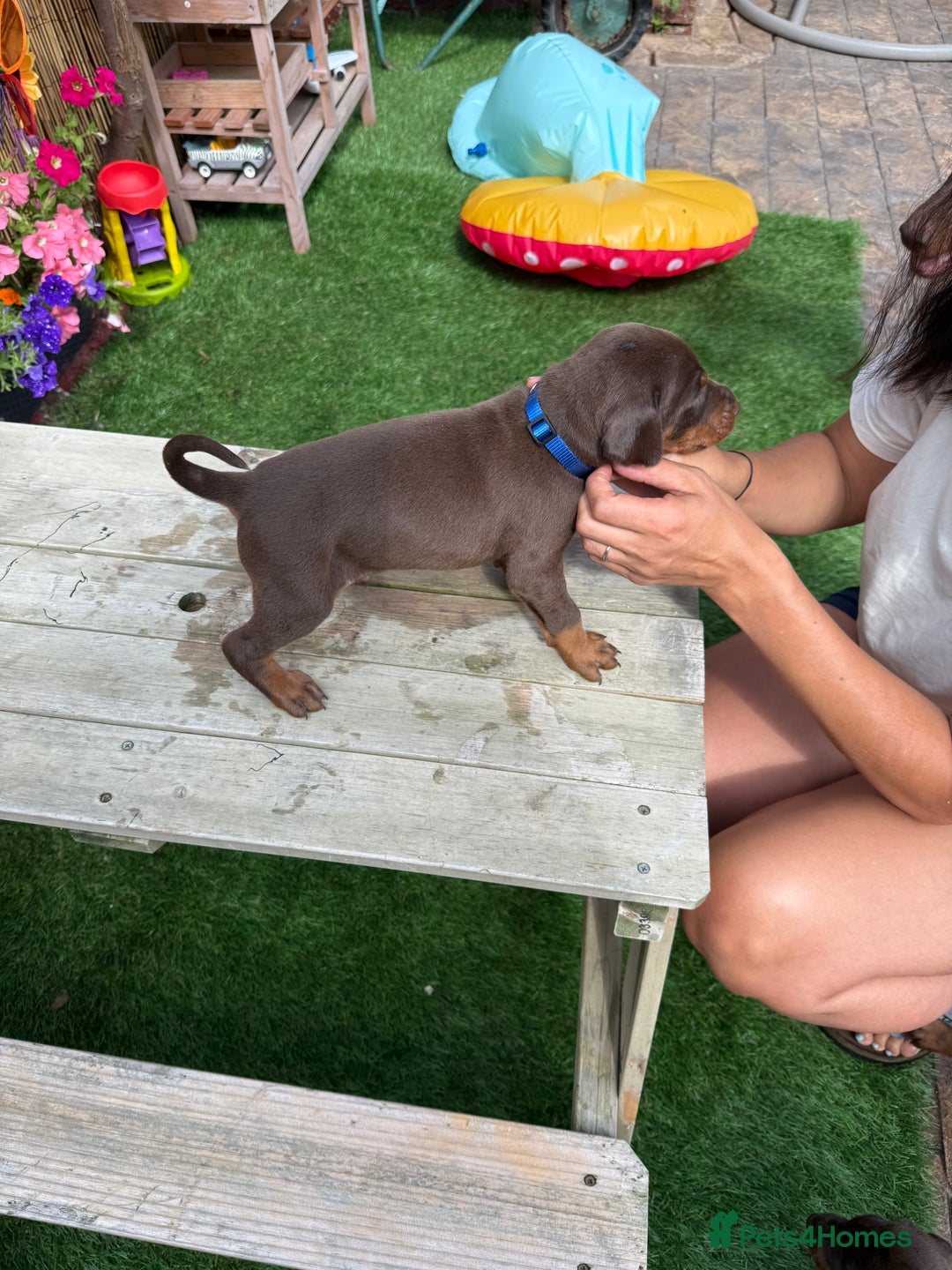 Dobermann dogs for sale: Doberman brown & tan - Image 27
