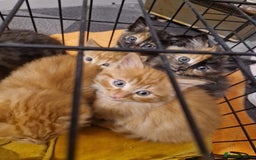 Mixed Breed cats for sale: Beautiful kittens - Image 13