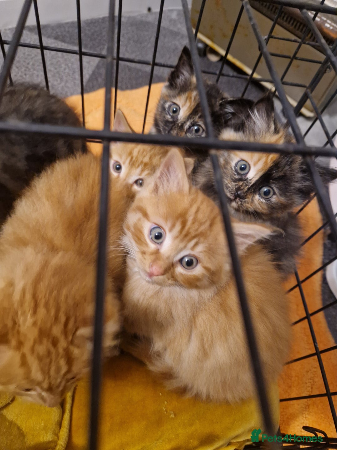 Mixed Breed cats for sale: Beautiful kittens - Image 13