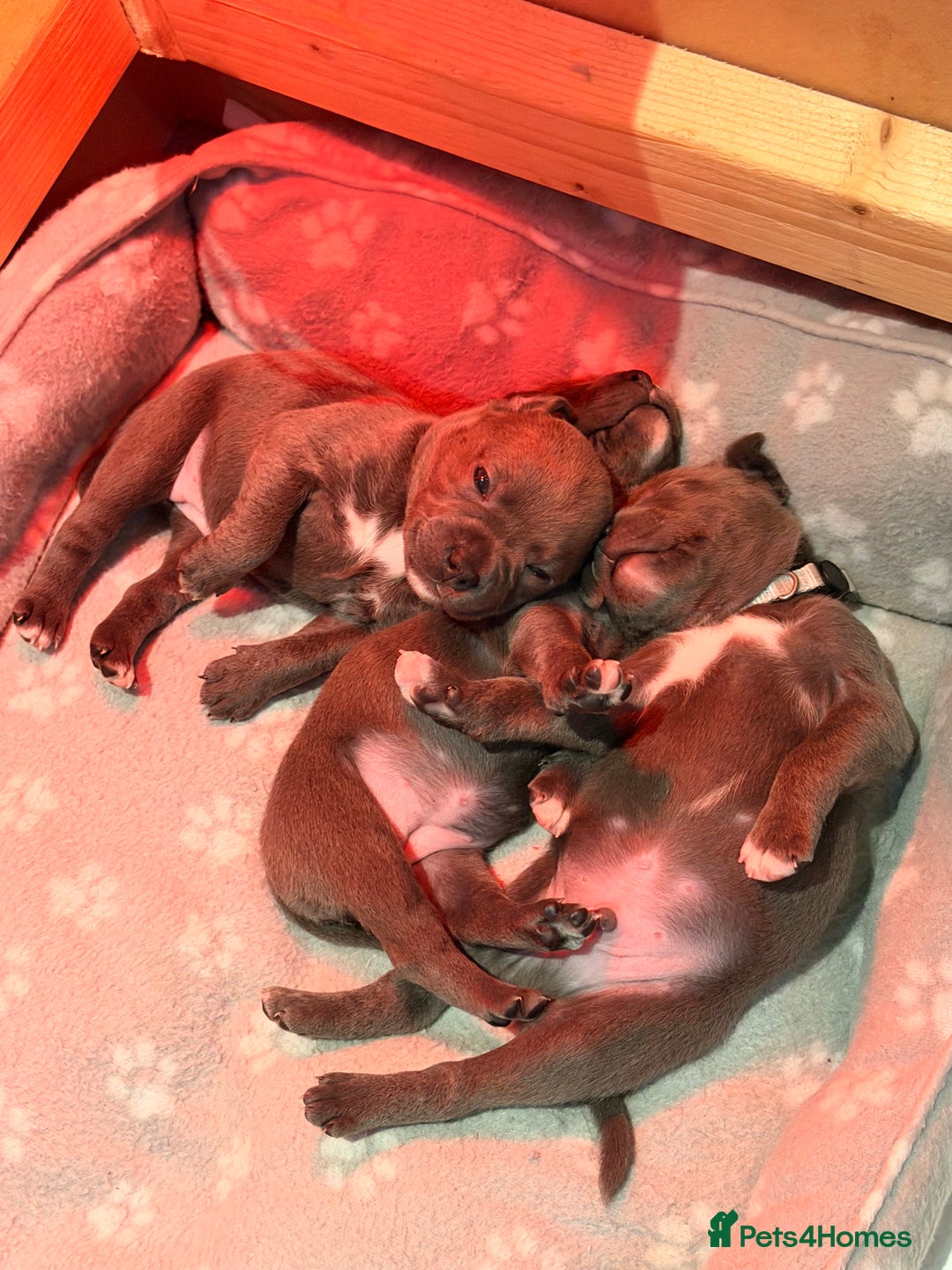 Staffordshire Bull Terrier dogs for sale: 💙Blue x Rare Fawn Staffordshire Bull Terrier Pups - Advert 13