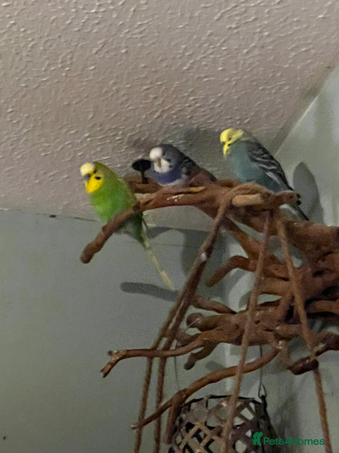 Budgerigars birds for sale: Budgies X 3, very healthy and playful,  - Advert 7