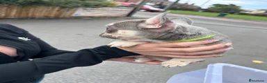 French Bulldog 3 - Green collar