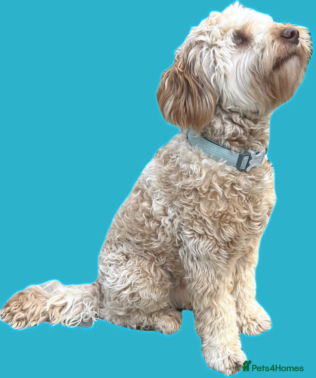 Australian Labradoodle dogs for sale: Multigenerational Australian Labradoodle Puppies - Advert 2