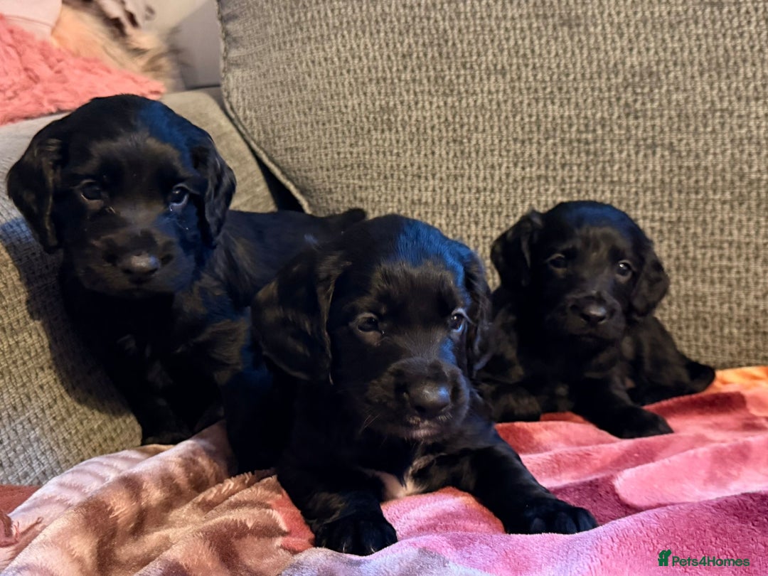 Cocker Spaniel dogs for sale: KC Registered Cocker Spaniel Puppies - Advert 8