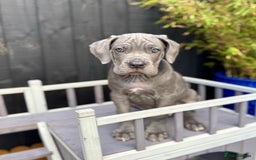 Mixed Breed dogs for sale: Last two mastiff pups available  - Advert 14