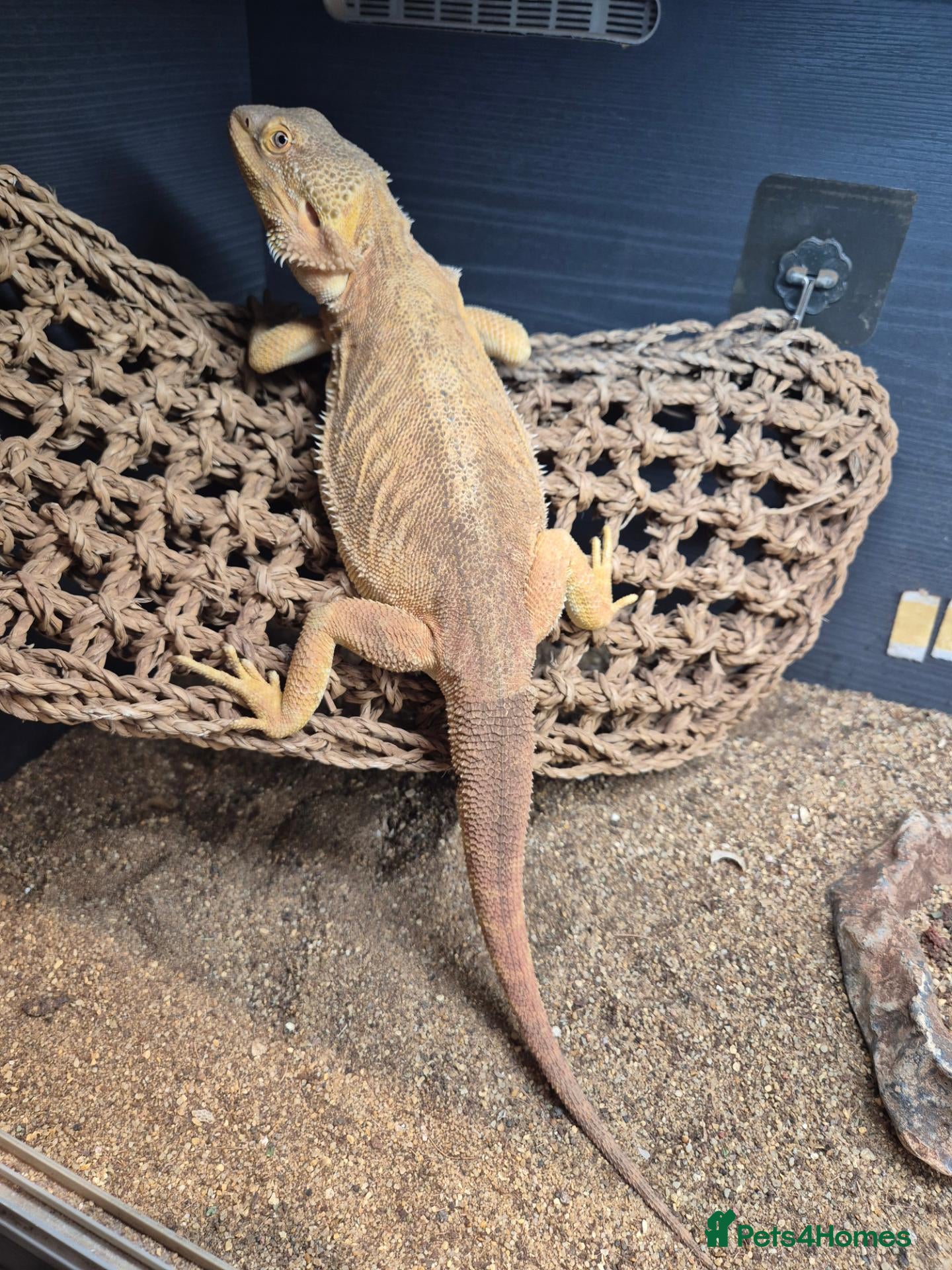 Bearded Dragon reptiles Female bearded dragon and set up - Advert 1