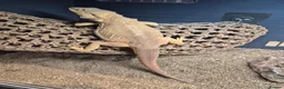 Bearded Dragon reptiles for sale: Female bearded dragon and set up - Advert 1