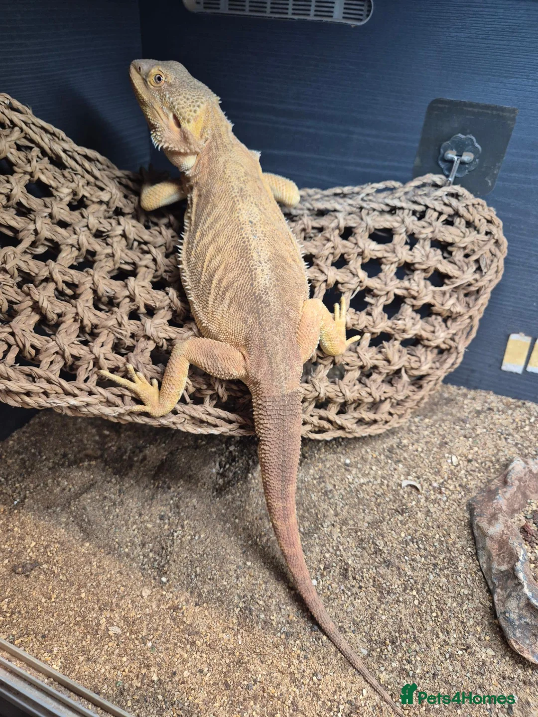 Bearded Dragon reptiles for sale: Female bearded dragon and set up - Advert 1