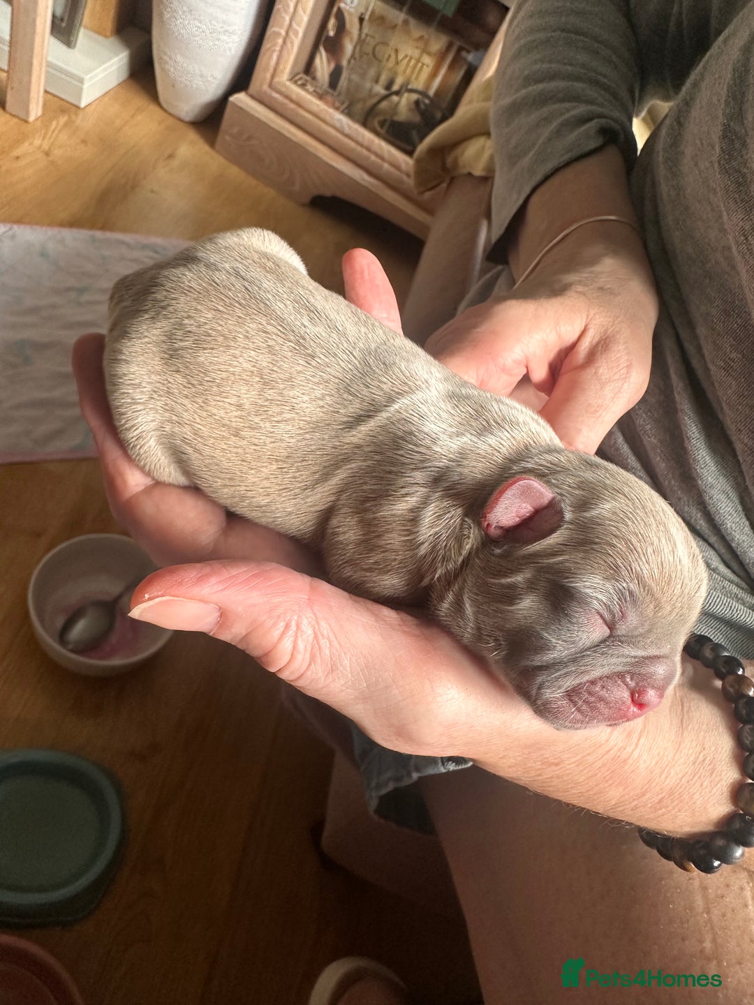 French Bulldog dogs for sale: KC REG QUALITY FRENCH BULLDOG PUPPIES! - Image 1