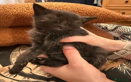 Mixed Breed cats for sale: Little Black Beauties - Image 11
