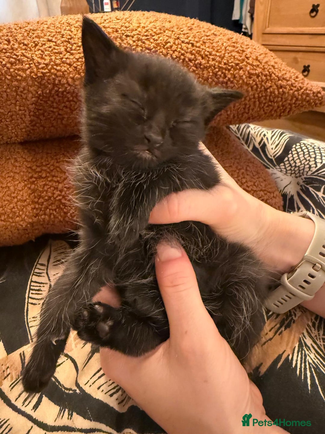 Mixed Breed cats for sale: Little Black Beauties - Image 11