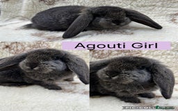 French Lop rabbits for sale: Stunning Purebred French Lop babies  - Image 4