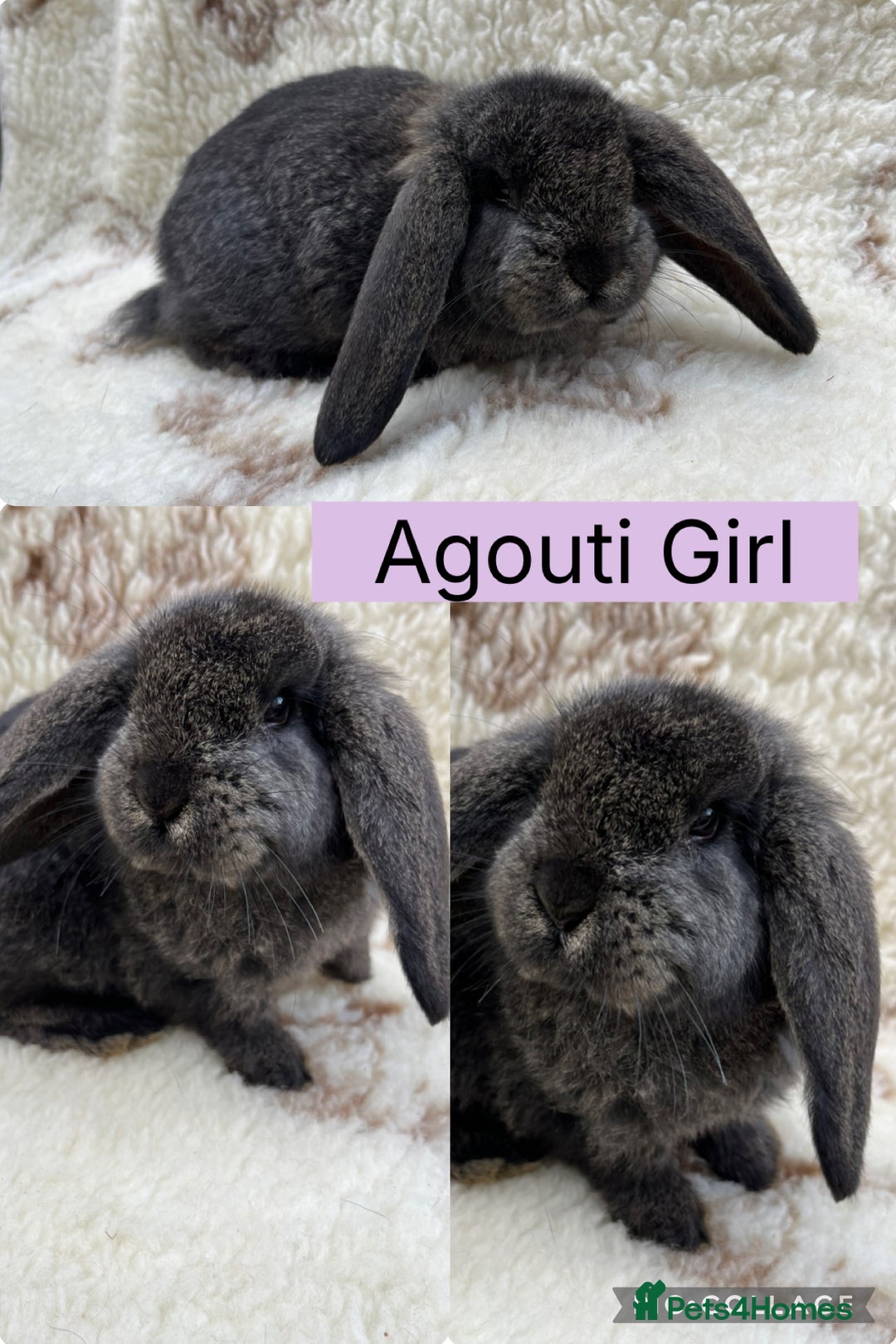 French Lop rabbits for sale: Stunning Purebred French Lop babies  - Image 4