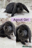 French Lop rabbits - Advert 5