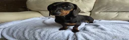 Dachshund dogs for sale: Beautiful girl for sale - Advert 3
