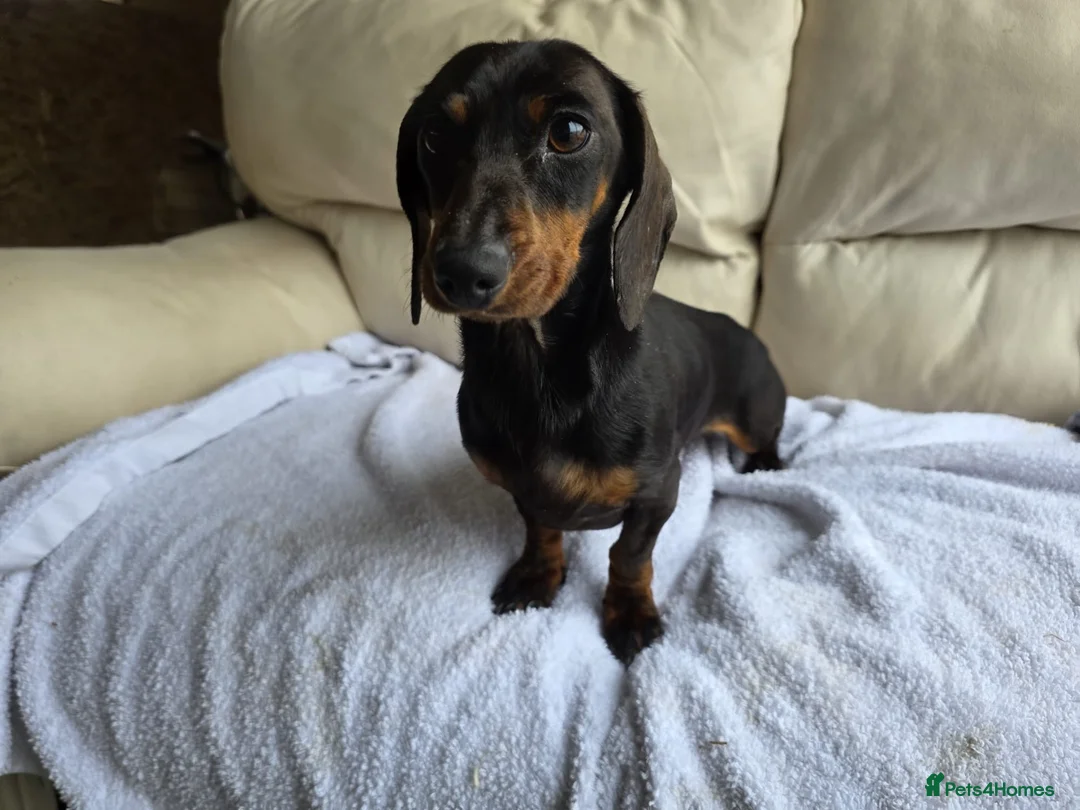 Dachshund dogs for sale: Beautiful girl for sale - Advert 3