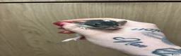 Rat rodents for sale: Gorgeous pedigree dwarf rat pups - Advert 26