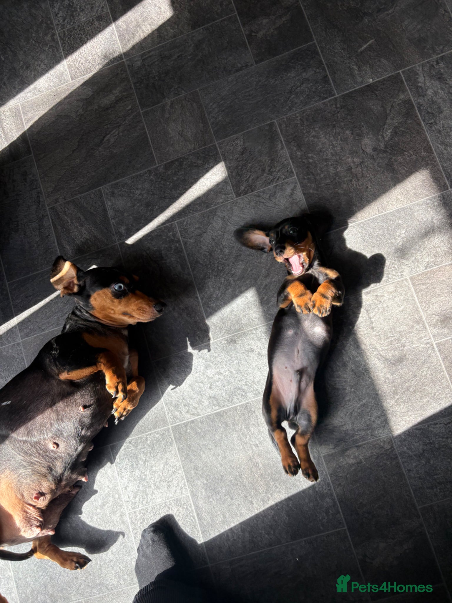 Dachshund dogs Last Black and Tan standard dachshund boy  - Advert 1