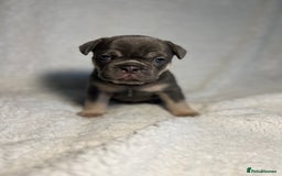 French Bulldog dogs for sale: Female French Bulldog - Advert 3