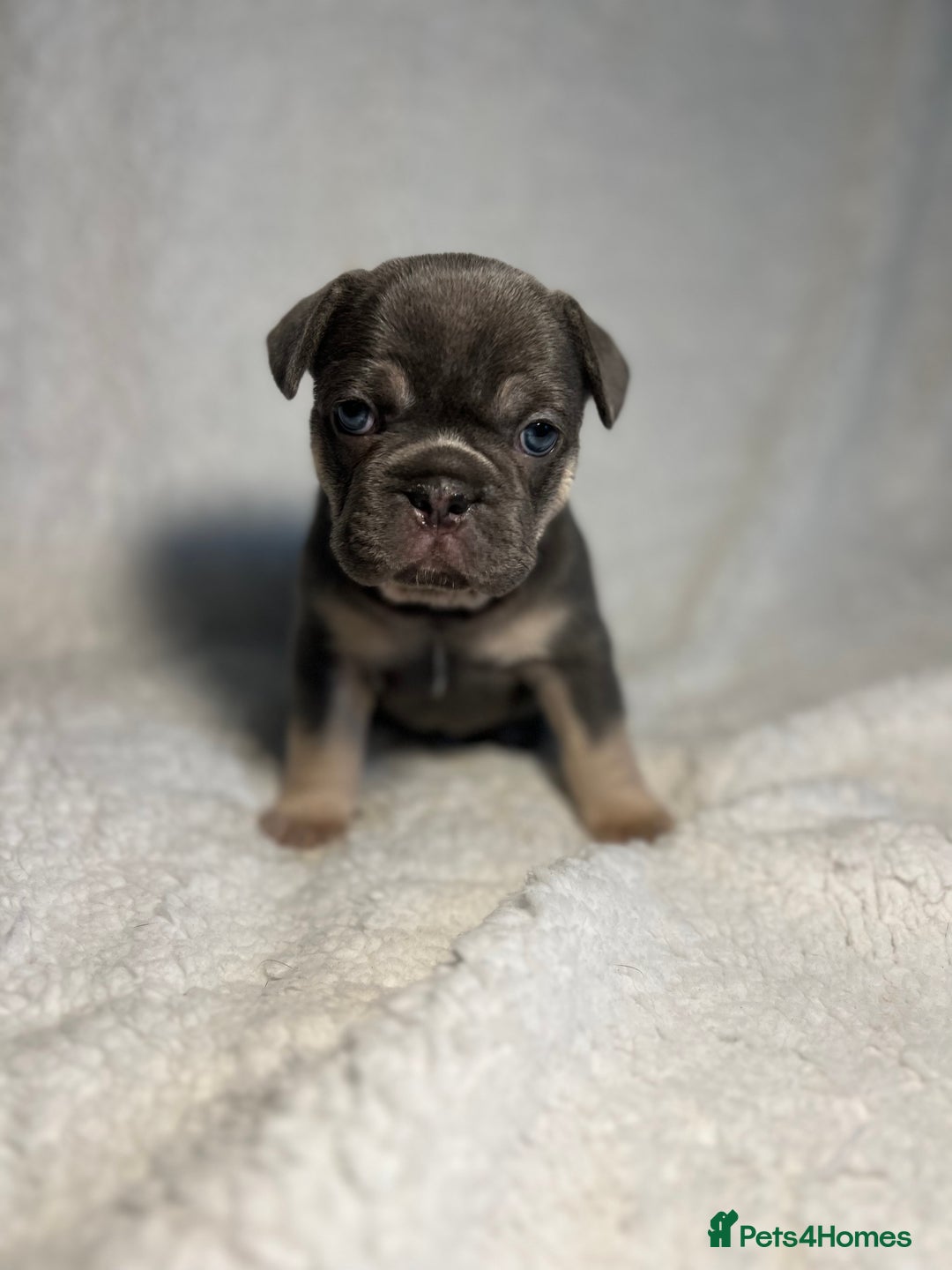 French Bulldog dogs for sale: Female French Bulldog - Advert 3