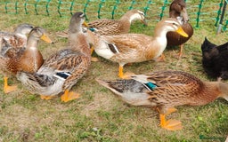Ducks poultry for sale: 8-week old Cayuga x mini Silver Appleyard ducks - Image 3
