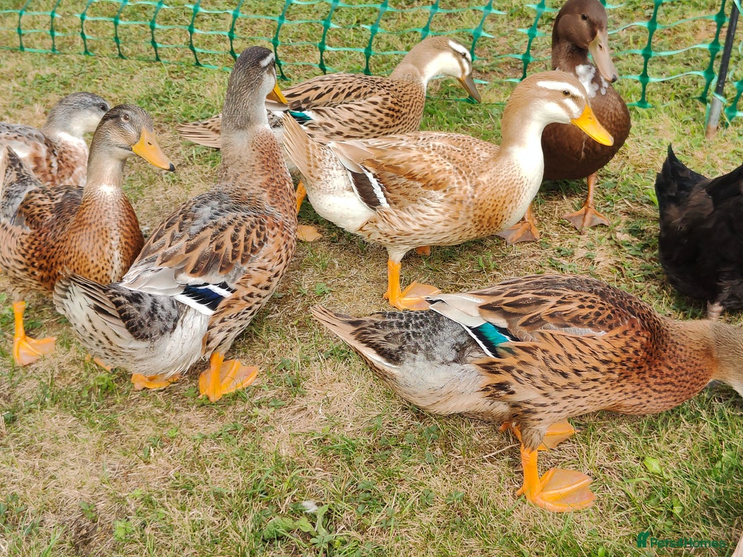 Ducks poultry for sale: 8-week old Cayuga x mini Silver Appleyard ducks - Image 3