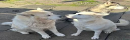 Alaskan Malamute dogs for sale: Female pure Alaskan Malamutes  - Advert 2