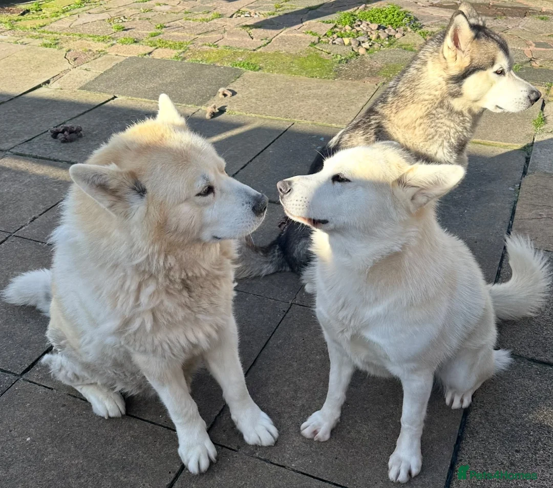Alaskan Malamute dogs for sale: Female pure Alaskan Malamutes  - Advert 2