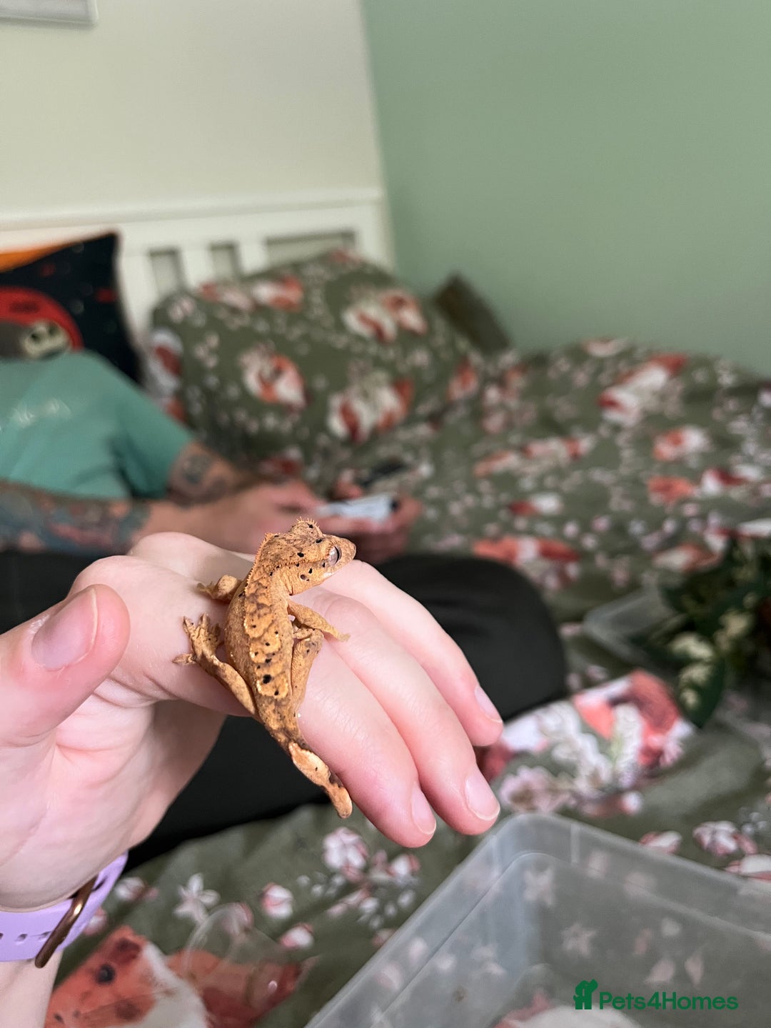 Gecko reptiles for sale: Lilly white and Dalmatian harlequin crested geckos - Image 8