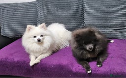 Pomeranian dogs for sale: Blue Pomeranian Girl 10 months old - Image 2