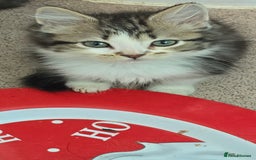 Mixed Breed cats for sale: Gorgeous maine coon X bengal kittens!  - Image 1