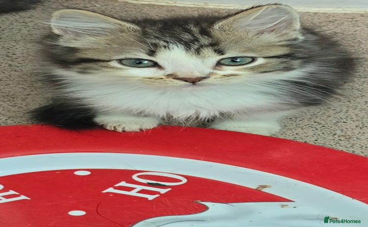 Mixed Breed cats - Advert 10