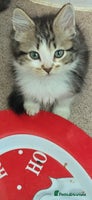 Mixed Breed cats Gorgeous maine coon X bengal kittens! - Advert 1